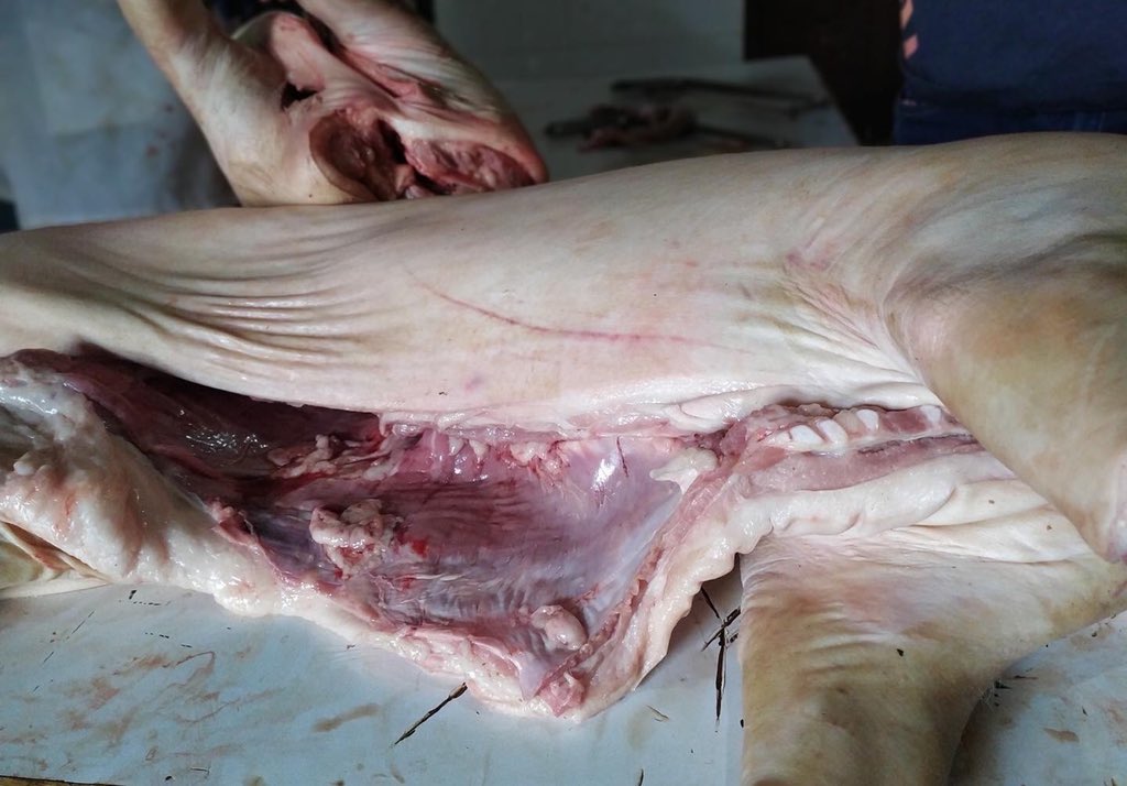 seepigfarm's tweet photo. Quality #๐ฏโ๏ธ is our hall mark with pork farming expertise @seepigfarm ๐ฅ
.
.
Like if you are a pork lover ๐คฉ๐๐ฝ
.
#tillyfarm #kikipork #justgrills #potbellyshack #porkchops #ghanafoodblogger #accra #porkyam https://t.co/ELY9xqhebR