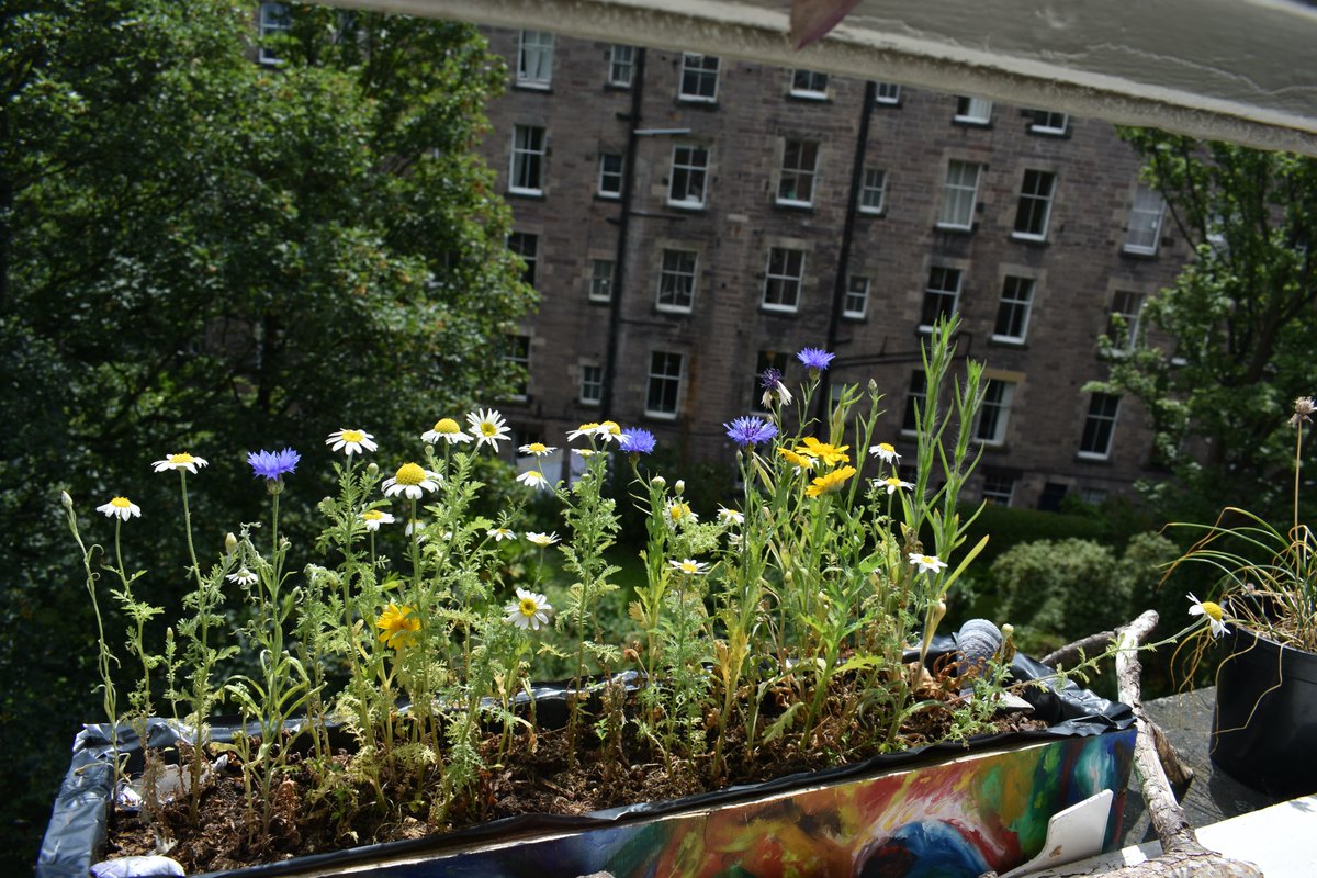 bpollinators tweet picture