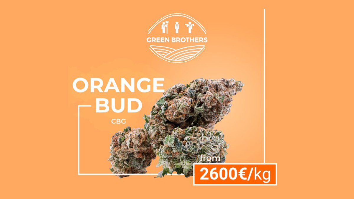 A new CBG-rich genetics with fresh and fruity aromas. This new Orange Bud will delight your customers looking for an out of the ordinary product.

 If you are interested in this product please send us an email, we'll be happy to help you. 

#CBG