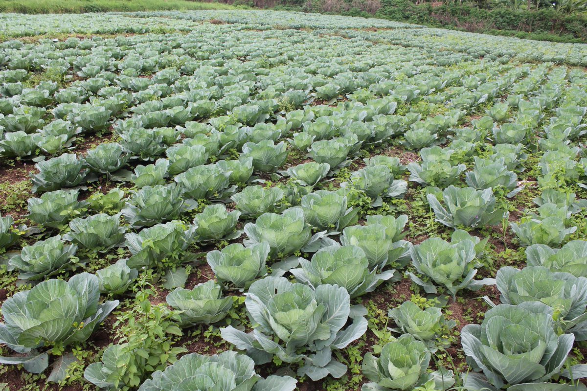 Huye_College's tweet photo. Our students planted cabbages.  One of their benefits is that they are full of vitamin K and anthocyanins that help with mental function and concentration. These nutrients also prevent nerve damage, improving your defense against Alzheimer’s disease and dementia. @Rwanda_Edu https://t.co/Dv6Dh6lt2e