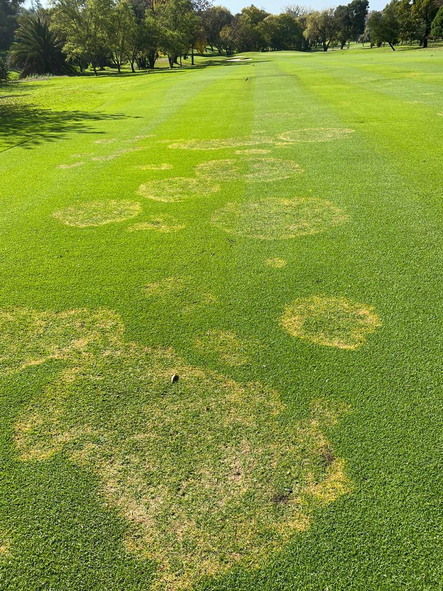 Talking_Turf's tweet image. #LARGEPATCH - #LARGEPROBLEM 
Kikuyu Turf is MOST SUSCEPTIBLE to this disease ⛳
• Apply 3 litres/ha #HeadwayMaxx for curative measures 🌱
And FOLLOW UP 21 days later!!
