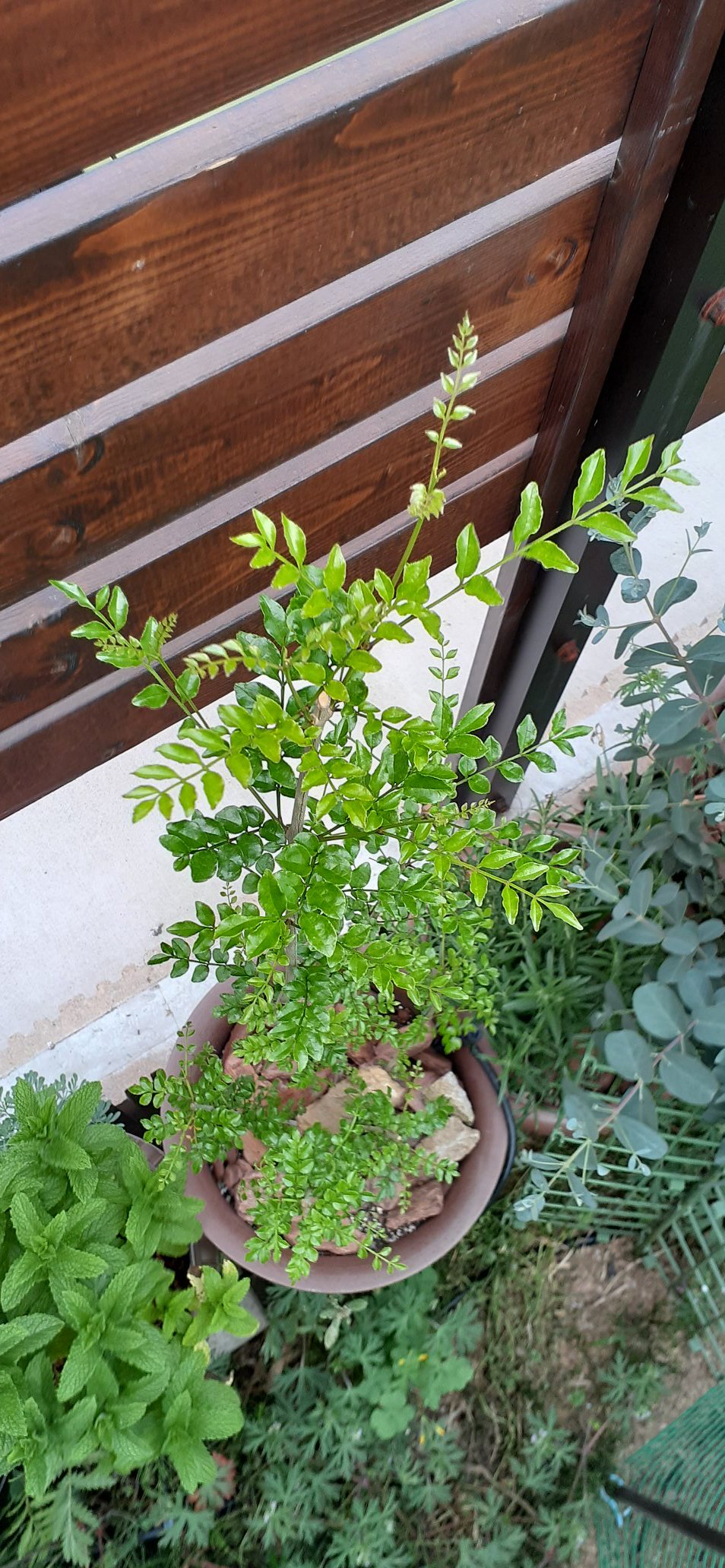 たまごはん 園芸部 強めに切り戻した シマトネリコ 脇芽が顔を出し始めました 株分けで少し貧相になってしまったので ひこばえ もこのまま育ててみます 庭木 ガーデニング 観葉植物 T Co Ouvg7ussp4 Twitter