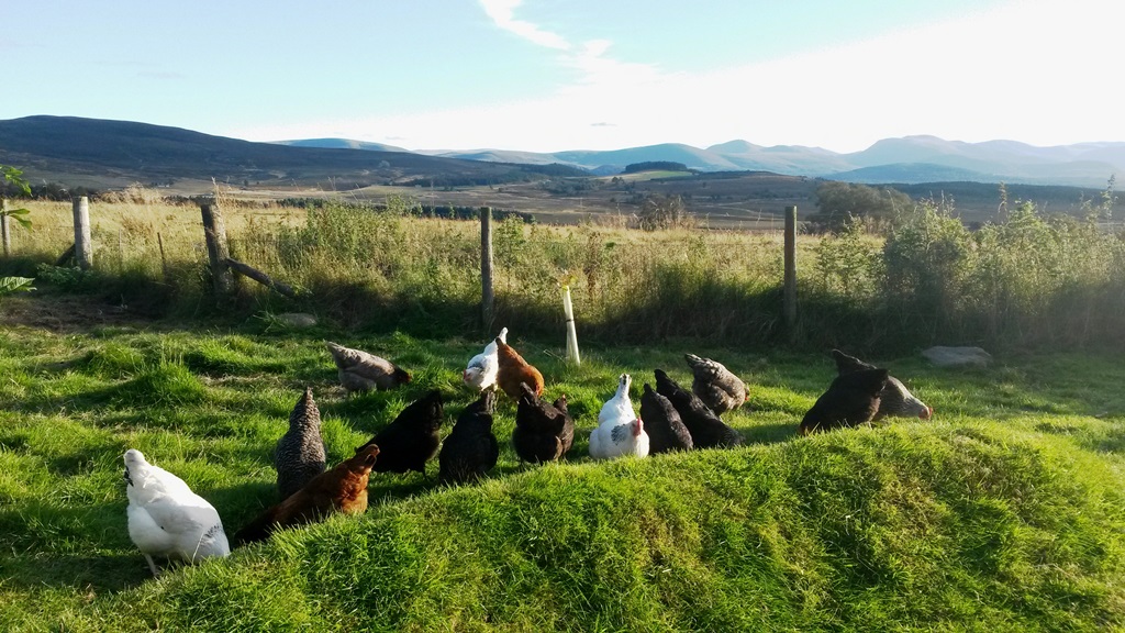 2/11 In the early days all our hens had names. We started with Rose, Bay and Willow, who were then joined by Herb, Meadow, Sweet, Blue, Bell, Heather, Poppy, Clover – you can probably guess the name theme!