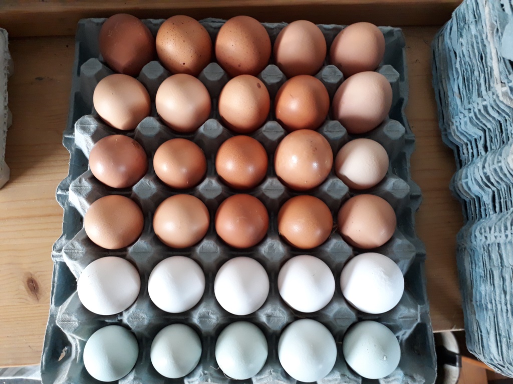 5/11 Despite being fairly rural we live on a major tourist route and we soon realised that we couldn’t keep up with the demand for our eggs – both for tourists and our growing local market!