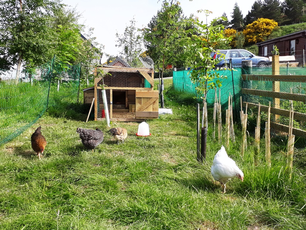 6/11 We decided to upscale and bought 2 mini hen houses on wheels and put these in our newly planted hedgerows. We could use the hens to scratch around and reduce the grass competition for our trees