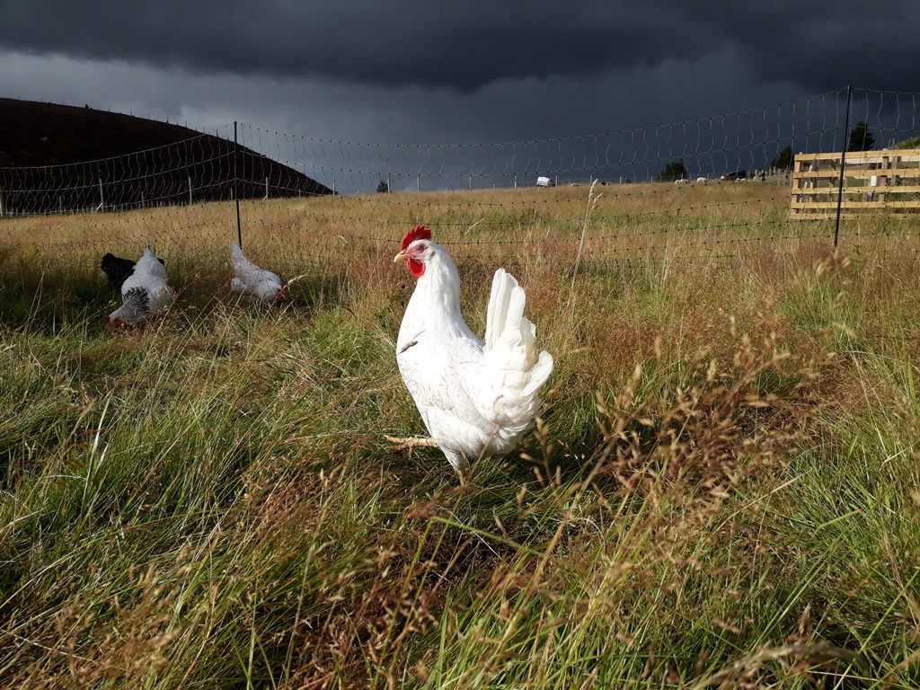 7/11 We’d been reading a lot about integrating hens into a pasture set up where they worked along side other animals and changed our feed to certified organic