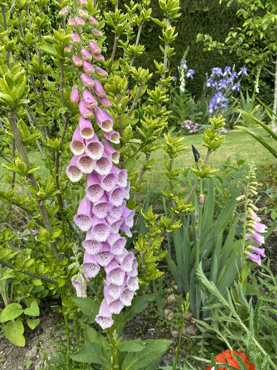 charbhardy's tweet image. Good morning friends. Lovely day yesterday with Ernie so good to have someone to chat to even from a safe distance. Just heard the roads are busy &amp;amp; public transport too on this #backtoworkWednesday  glad it’s not me. Take care if it’s you. Xx