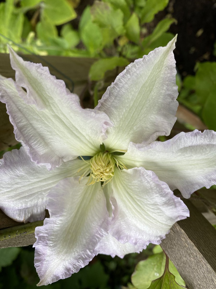 charbhardy's tweet image. Good morning friends. Lovely day yesterday with Ernie so good to have someone to chat to even from a safe distance. Just heard the roads are busy &amp;amp; public transport too on this #backtoworkWednesday  glad it’s not me. Take care if it’s you. Xx