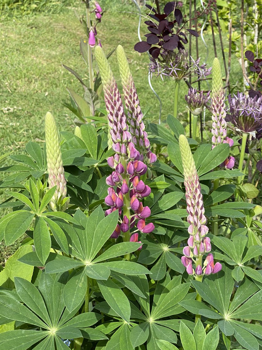 charbhardy's tweet image. Good morning friends. Lovely day yesterday with Ernie so good to have someone to chat to even from a safe distance. Just heard the roads are busy &amp;amp; public transport too on this #backtoworkWednesday  glad it’s not me. Take care if it’s you. Xx