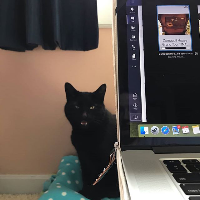 NorthwestMuseum's tweet photo. More help in the focus department from #Kiki our Museum Educator Ellen's most helpful cat. #MACpets
๐ธ https://t.co/ZqBuzW8dIm via https://t.co/7WocF54HCz https://t.co/PRdC7Ff6sP