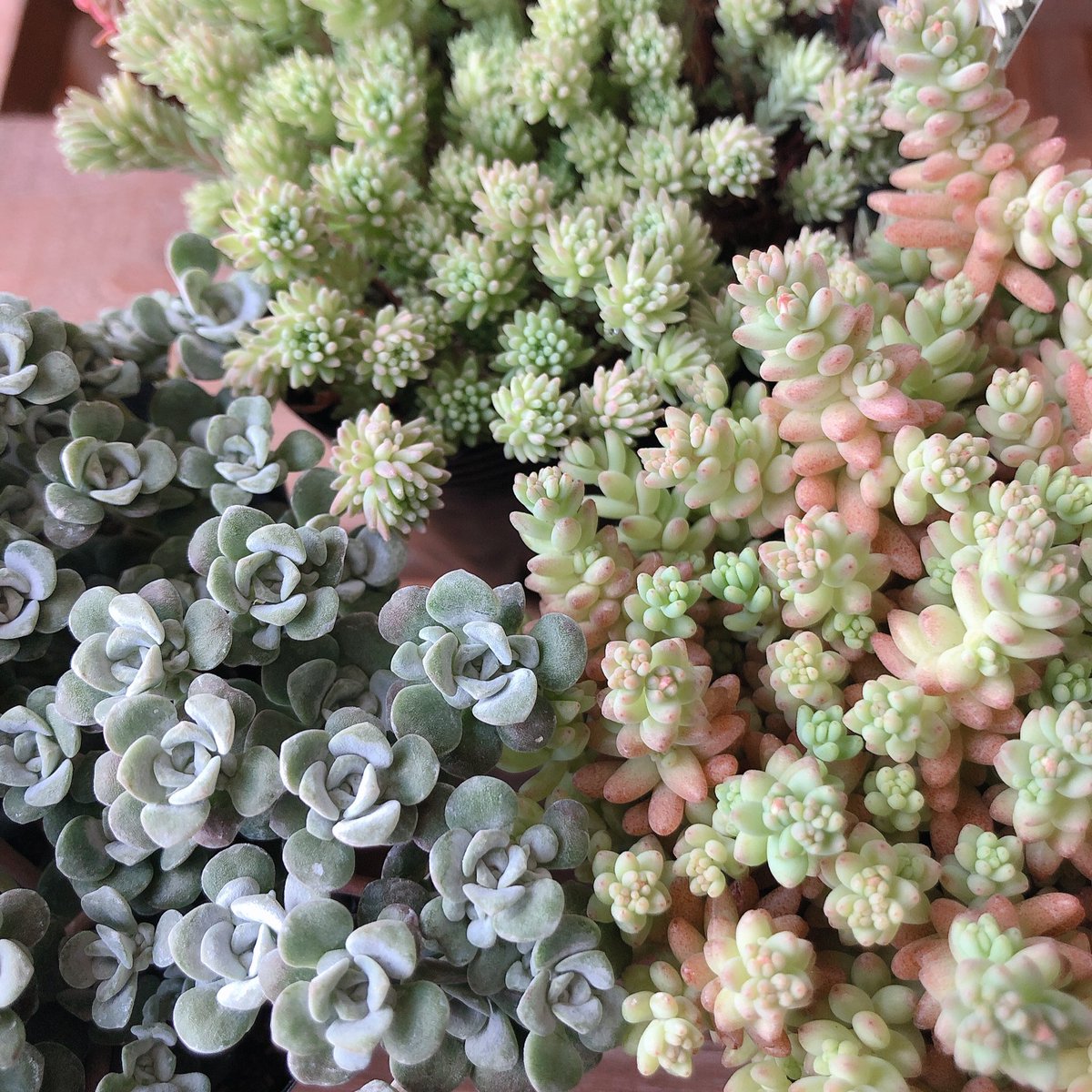 斑入りパリダム