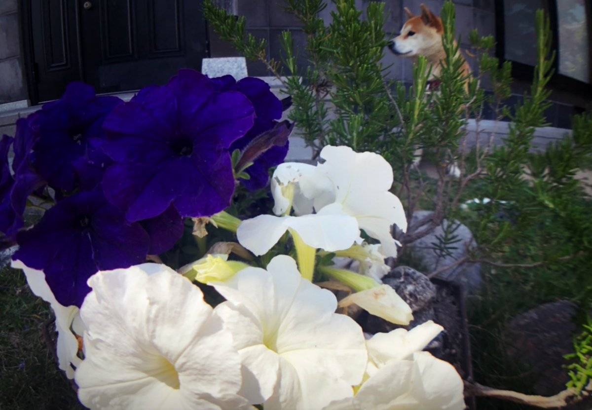 kazusailing's tweet photo. 小太郎と花。Wimbledon風に庭先に植えてくれました。 https://t.co/759E49RaZR