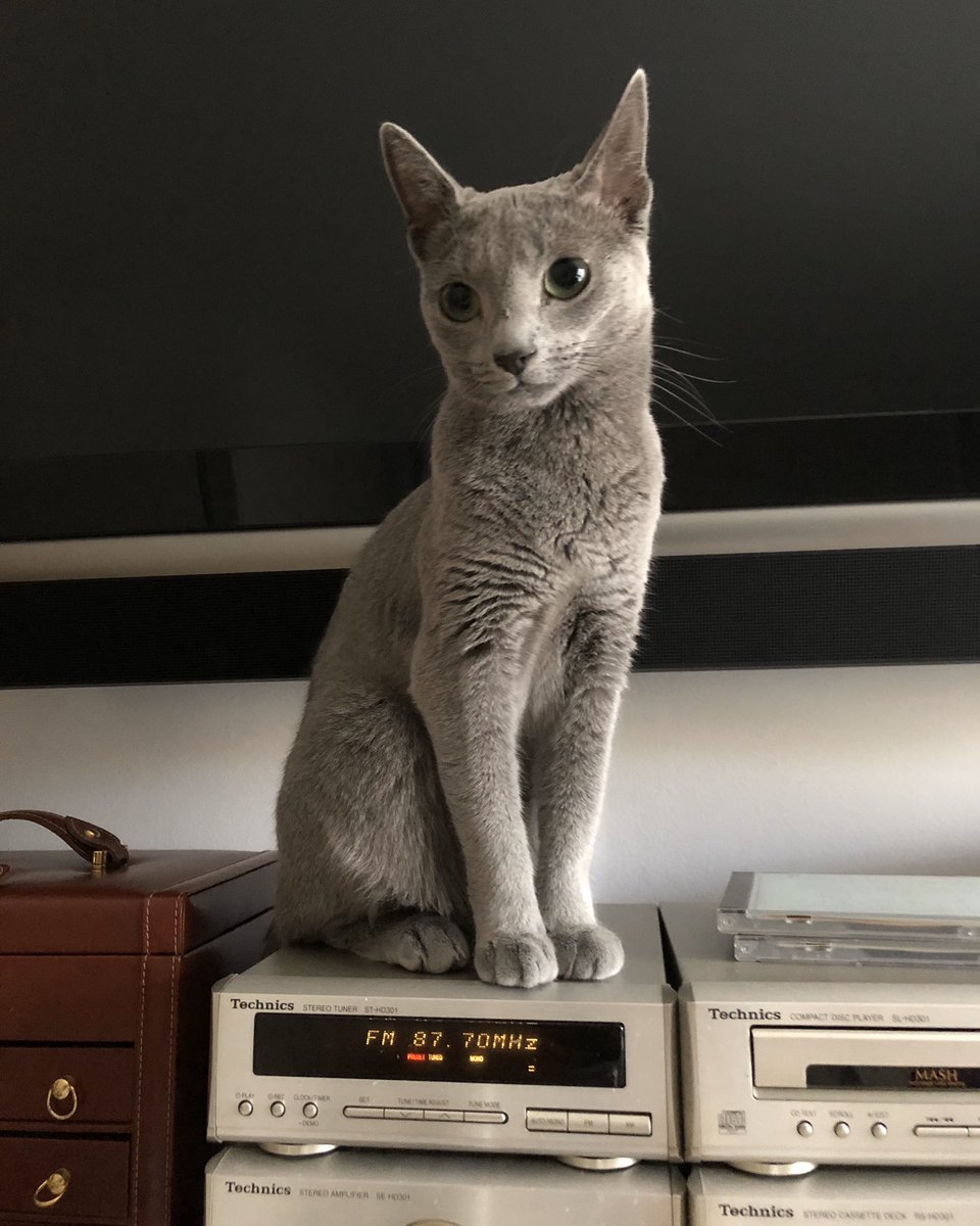 pilarcalvo13's tweet photo. 🔈M’ajudeu❓ Un treballador d @Glovo_ES ha trobat la meva gata Siara a av josep tarradellas/ còrcega ( bcn) Ha escapat de casa  al voltant de les 21:00 d’aquest dimarts i una veïna ha vist un glover recollint-la del carrer i emportar-se-la. Porta xip. Recompenso! Gràcies per RT https://t.co/rIFA8FqWsw