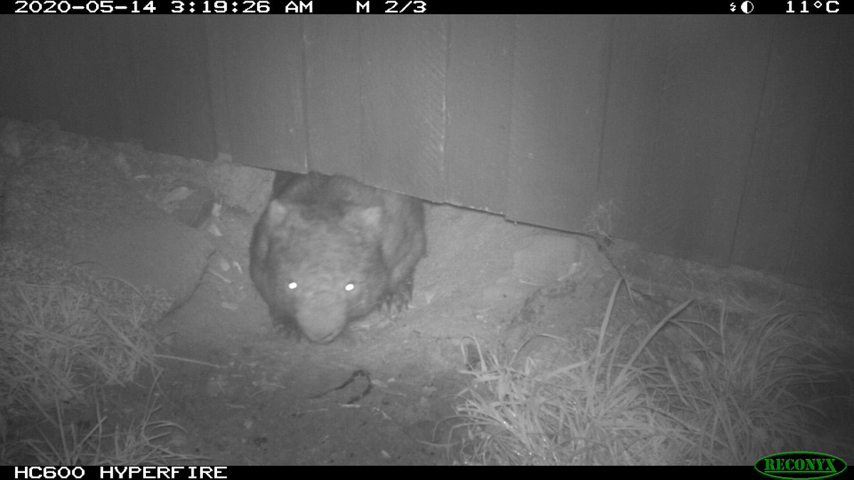 Wombat returns to the mess made by devil & quoll - is not impressed...