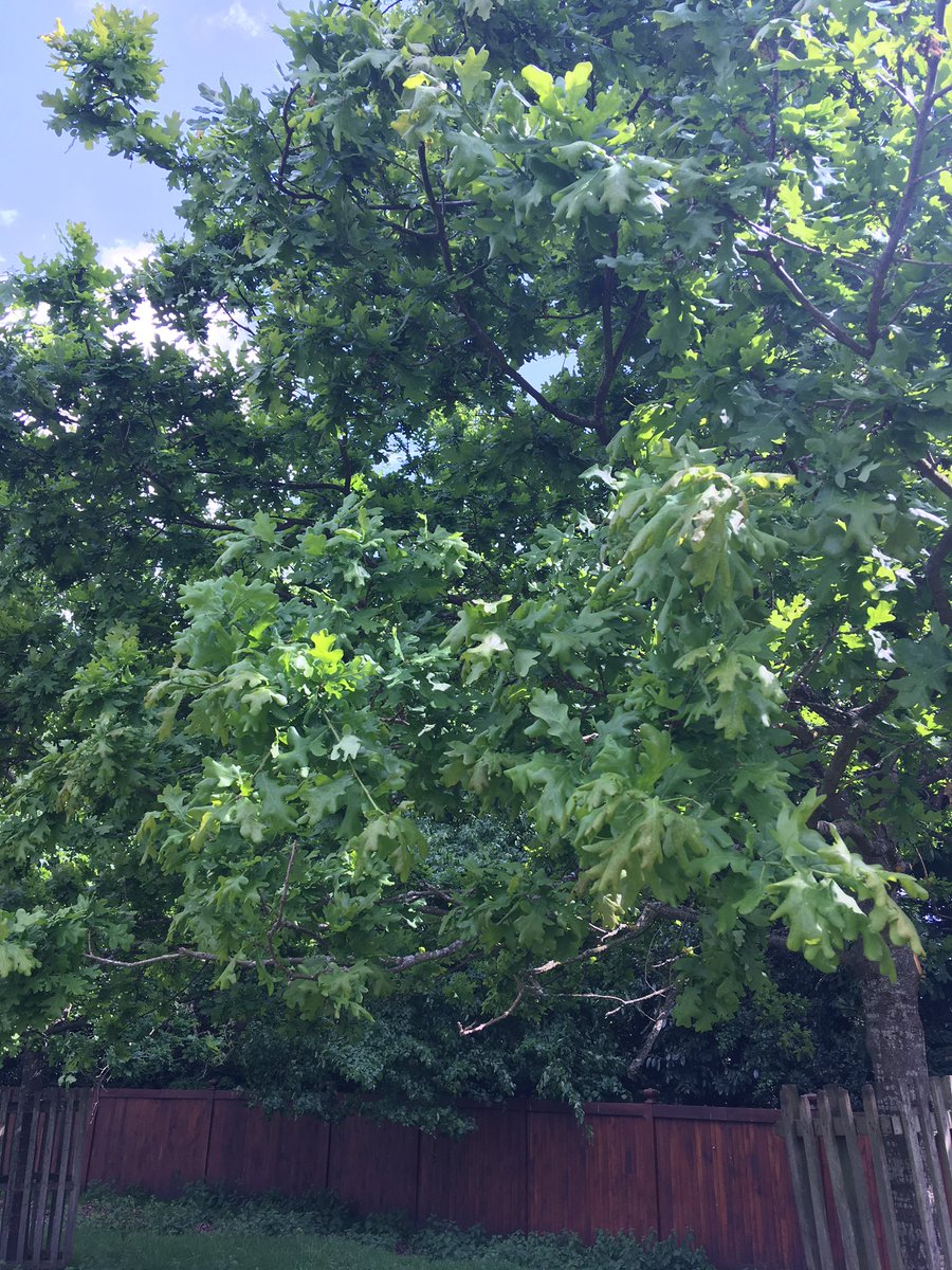 j11p43f's tweet photo. Day 3 of my #4plants1walk! Please tell me the common and scientific names of the pictured plants. And today thereβs an odd-one-out, can you tell me which one and why?
Good luck!
#PlantsAreCool #Botany #wildflowerhour https://t.co/nTY2zLZf4x