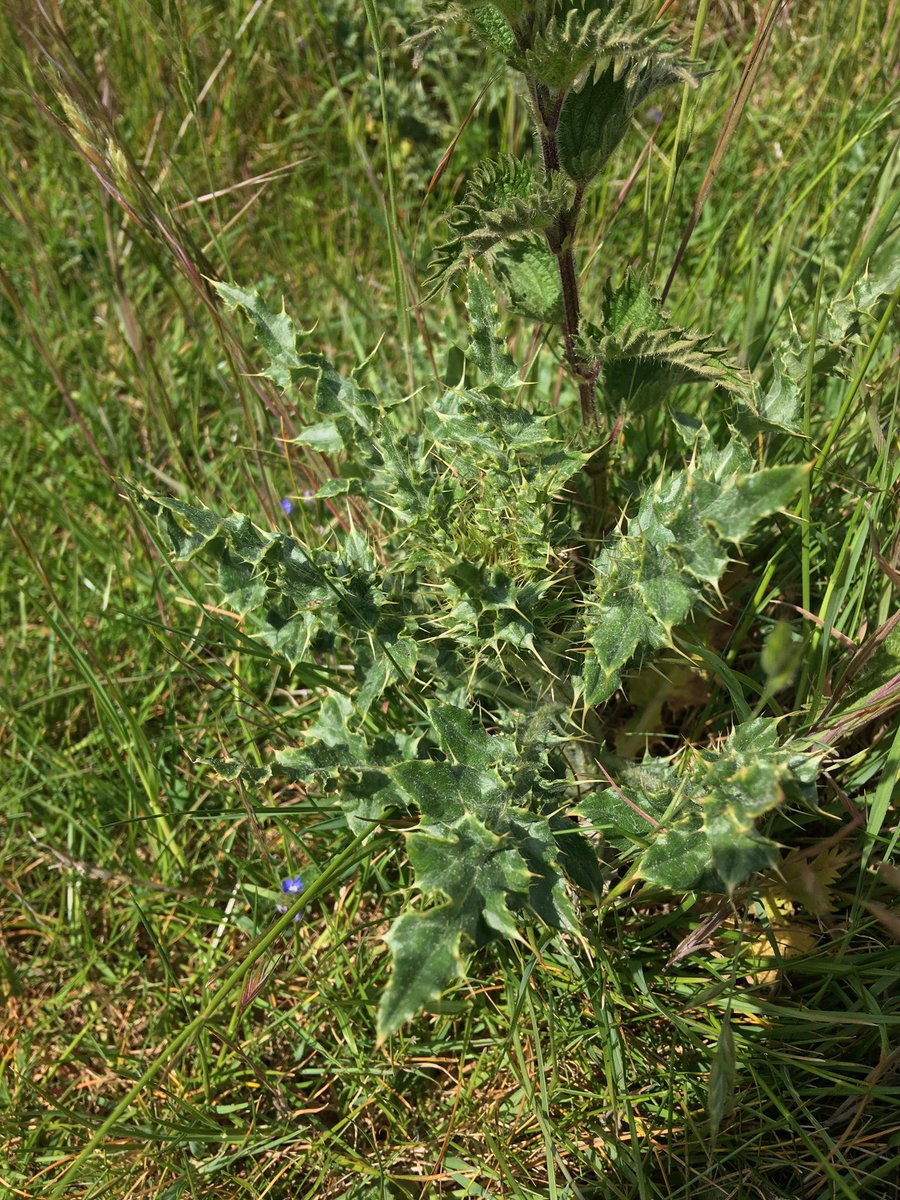 j11p43f's tweet photo. Day 3 of my #4plants1walk! Please tell me the common and scientific names of the pictured plants. And today thereβs an odd-one-out, can you tell me which one and why?
Good luck!
#PlantsAreCool #Botany #wildflowerhour https://t.co/nTY2zLZf4x