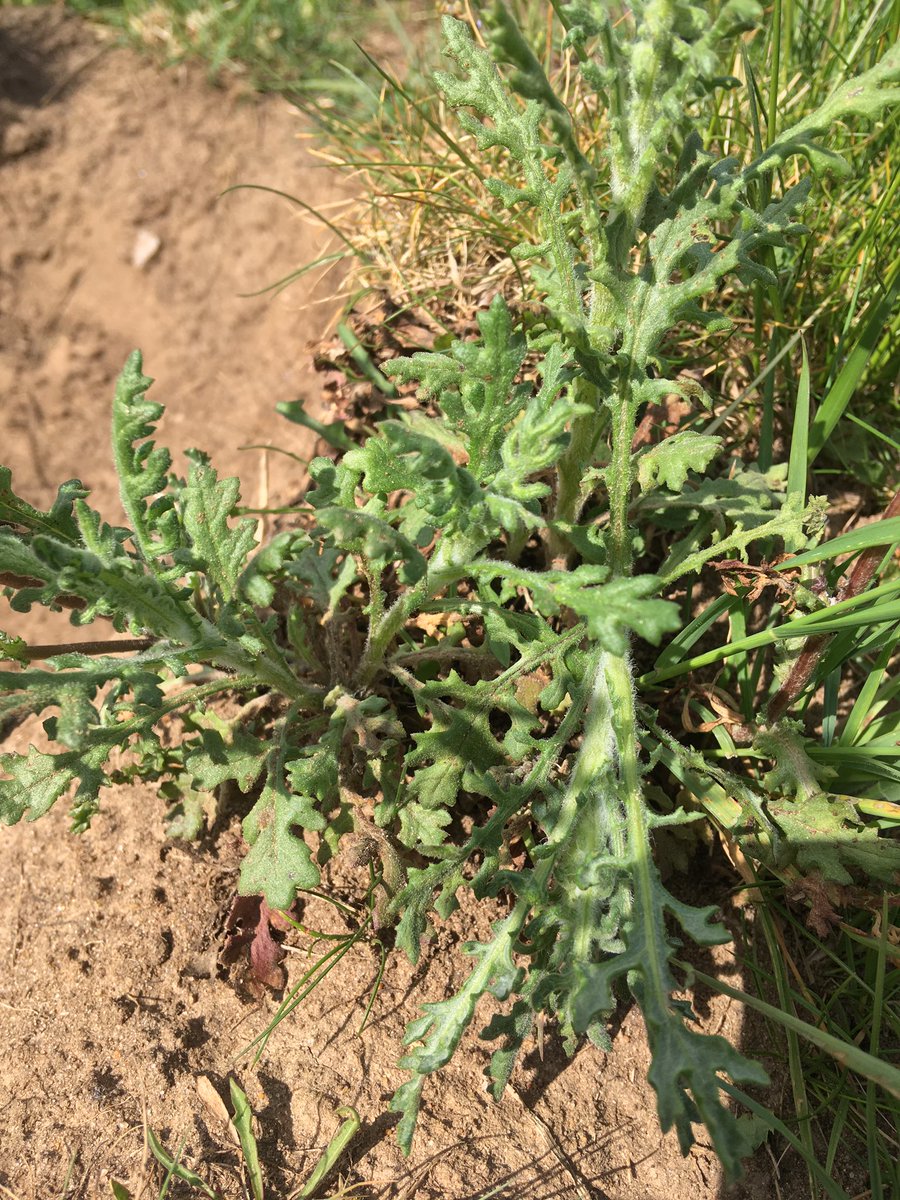 j11p43f's tweet photo. Day 3 of my #4plants1walk! Please tell me the common and scientific names of the pictured plants. And today thereβs an odd-one-out, can you tell me which one and why?
Good luck!
#PlantsAreCool #Botany #wildflowerhour https://t.co/nTY2zLZf4x