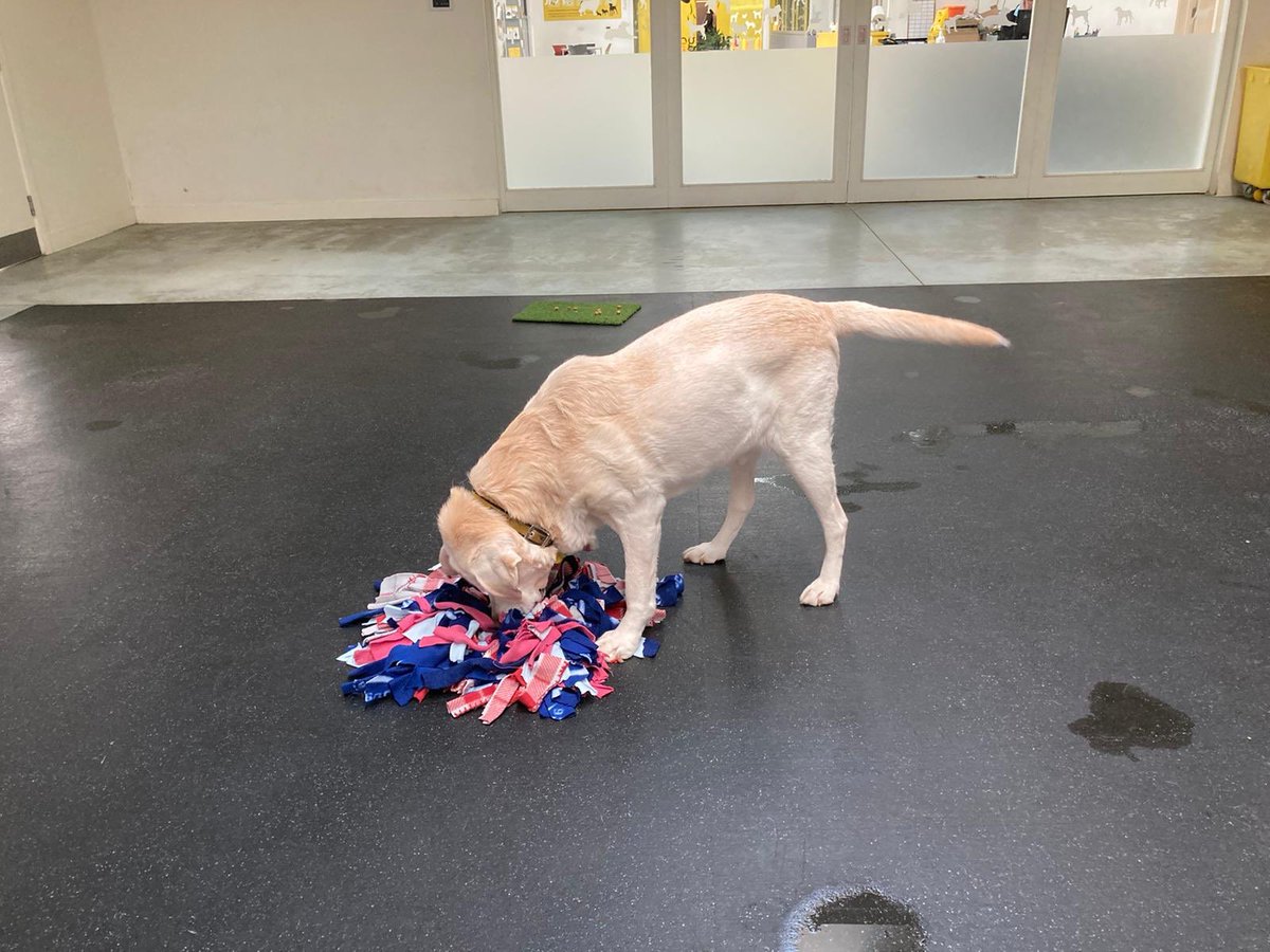 dogs trust snuffle mat