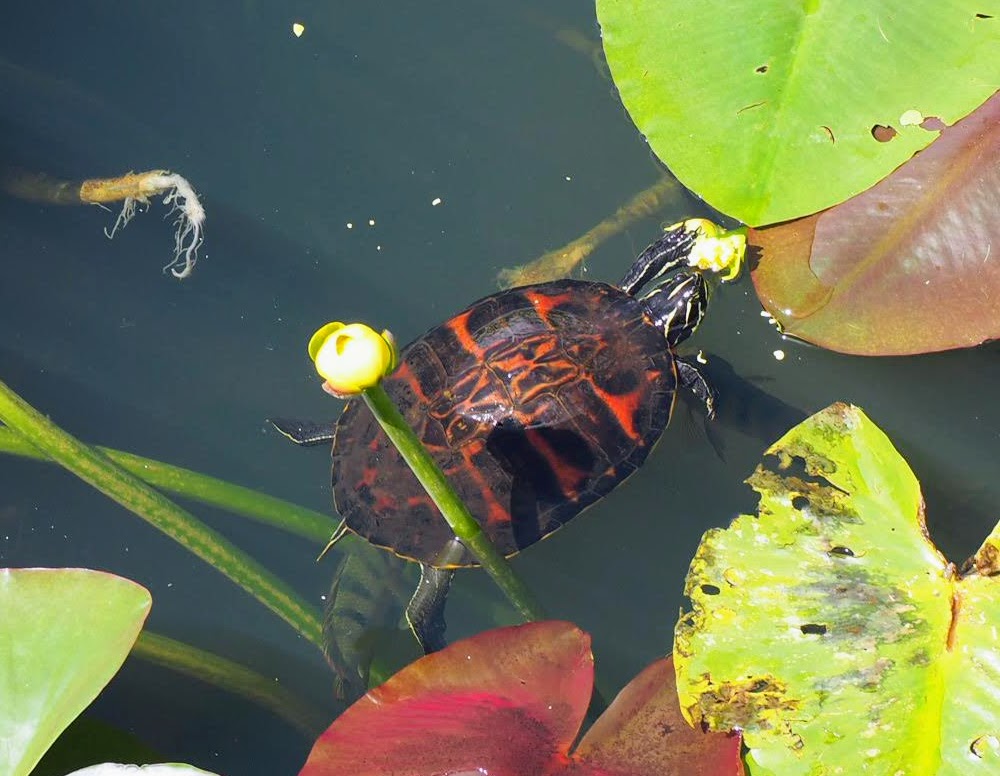 Day 4/7 of my life in pictures. Rules: no people, no words. Nominate someone new every day. I was nominated by 
@KFilerRobinson.  I nominate @JimBence