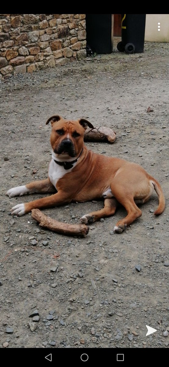 VirginieMeuric's tweet photo. 1 an mon paco 🐕🥰 https://t.co/UjGswuknrv