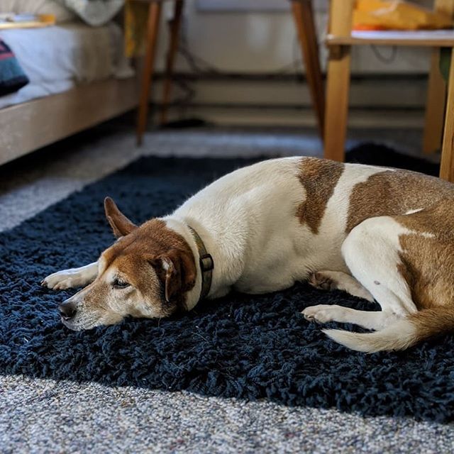 NorthwestMuseum's tweet photo. This is Museum Educator Lindsey's dog, #Chelly. When Lindsey moved her workstation from the MAC to the attic guest room at home, Chelly got to spend much more time on her favorite rug. #MACpets
๐ธ https://t.co/8KPSFDOKGX via https://t.co/7WocF54HCz https://t.co/FZKVNI9cSP