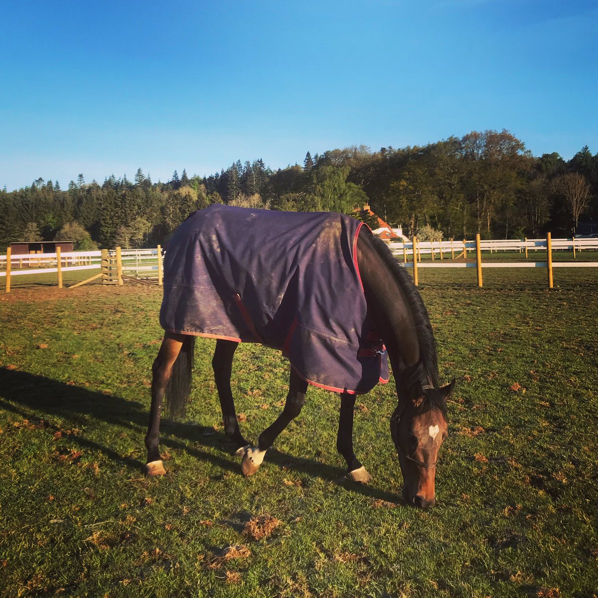K_scottracing's tweet photo. Kodiac Lass enjoying a spot of holiday turnout, blue skies and sunshine ☀️ @ThistleLtd https://t.co/bM2CmIiHrV