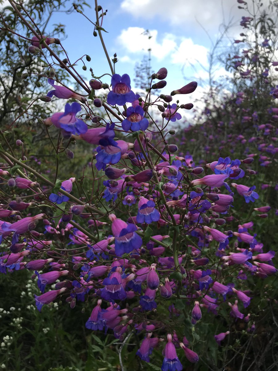 方舟子twitterissa 亮丽五蕊花 Showy Penstemon 是南加州野花 中最令人惊艳的 别的地方只偶尔能见到几丛 这里却开成了森林般 吸引行人驻足询问 这花 真漂亮 叫什么名字 可惜它的俗名也是一般人不懂的拉丁语 不知为何这么耀眼的野花竟然没有一个通俗的名称