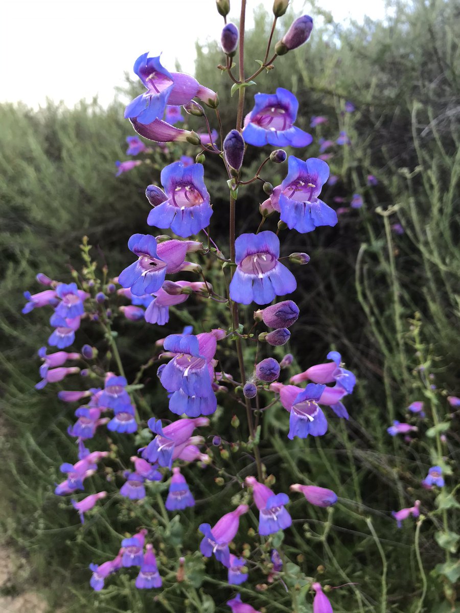 方舟子twitterissa 亮丽五蕊花 Showy Penstemon 是南加州野花 中最令人惊艳的 别的地方只偶尔能见到几丛 这里却开成了森林般 吸引行人驻足询问 这花 真漂亮 叫什么名字 可惜它的俗名也是一般人不懂的拉丁语 不知为何这么耀眼的野花竟然没有一个通俗的名称