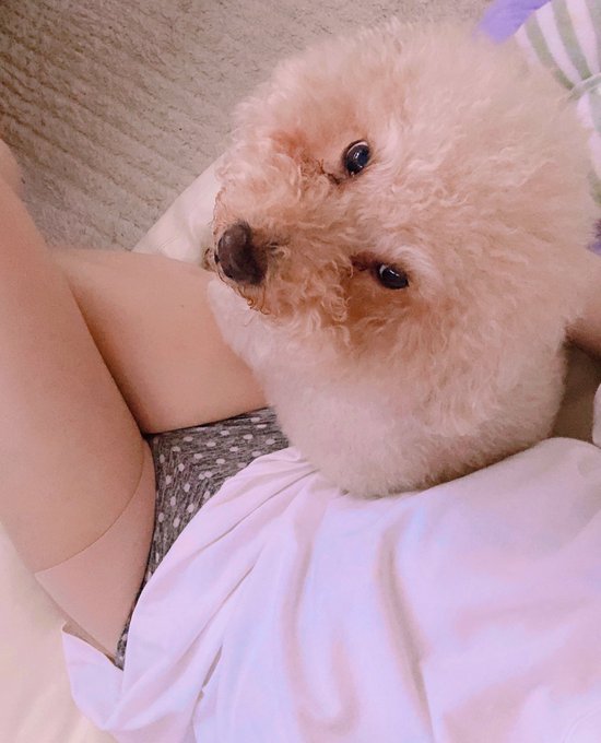 チャチャ、、暑い💦 3月中旬からずっと家にいるから甘えん坊がました🐶♡ https://t.co/z3tstI3LPk