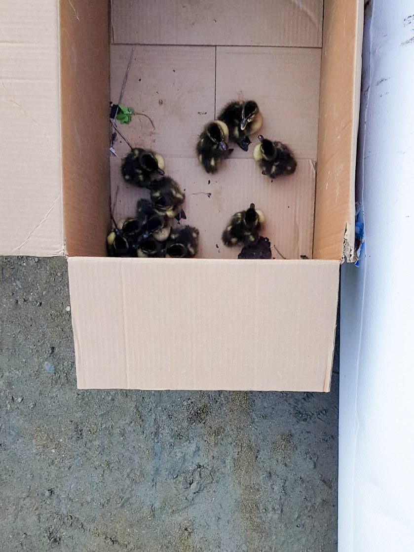 treratikka's tweet photo. Sorsaperhe saapui vierailulle Hatanpään valtatien työmaalle. Perehdytyksen ja turvavarusteiden puutteessa pesue päätettiin kuitenkin saattaa turvallisemmille vesille. Koko joukko saatiin pahvilaatikkoon, jonka pelastuslaitos vei eteenpäin. Turvallista kesää perheelle! #tampere https://t.co/dbHeRfBOd8