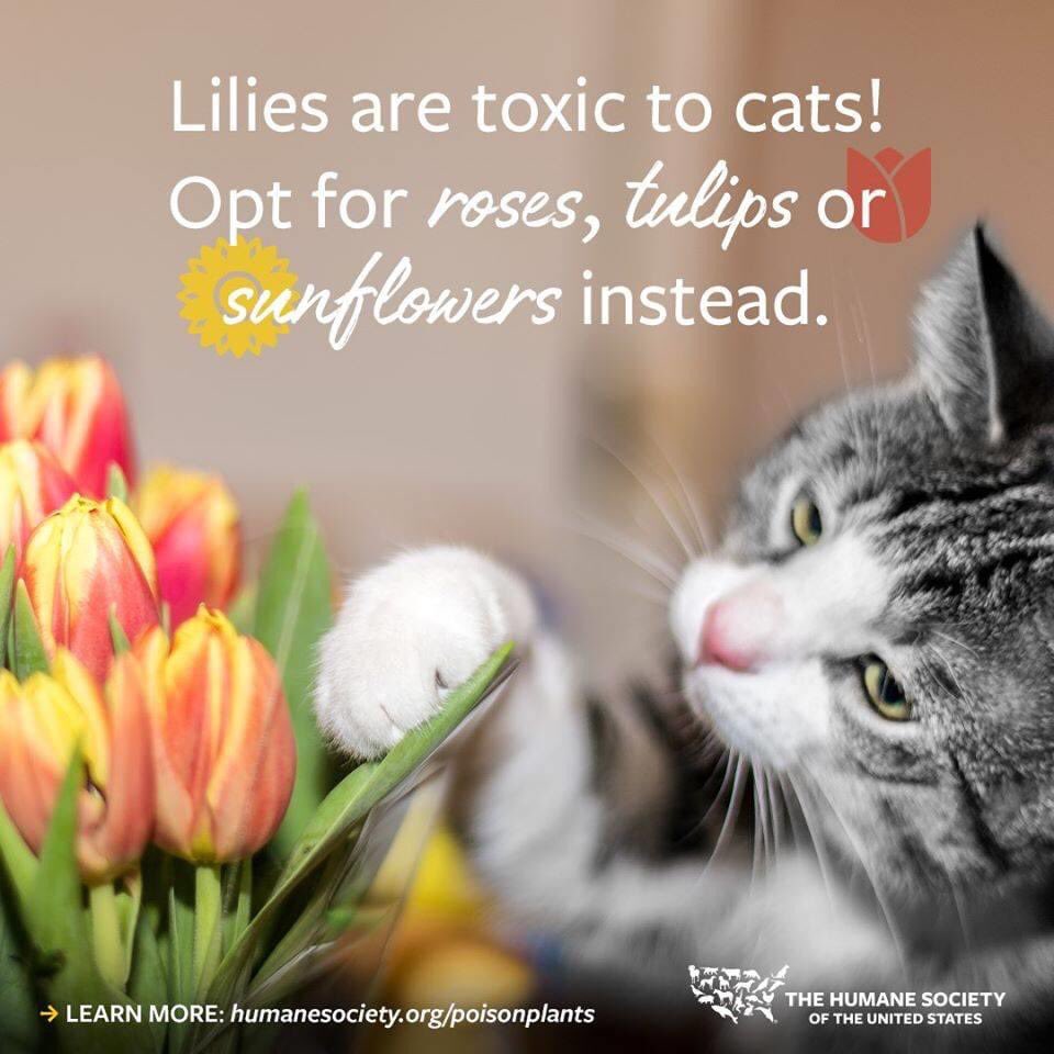 FALACats's tweet photo. 🐱💐🌻 https://t.co/ivdCFF3Nkq