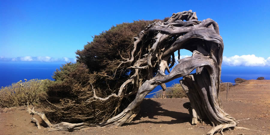 picazomario's tweet photo. Arboles hay muchos, pero tan espectaculares como las sabinas de la isla de #elhierro pocos. Moldeados por los intensos y persistentes vientos alisios, dicen algunos expertos que son los árboles más antiguos de España. Este es uno de esos lugares mágicos del #planeta 🌍 https://t.co/49z6CtshSk