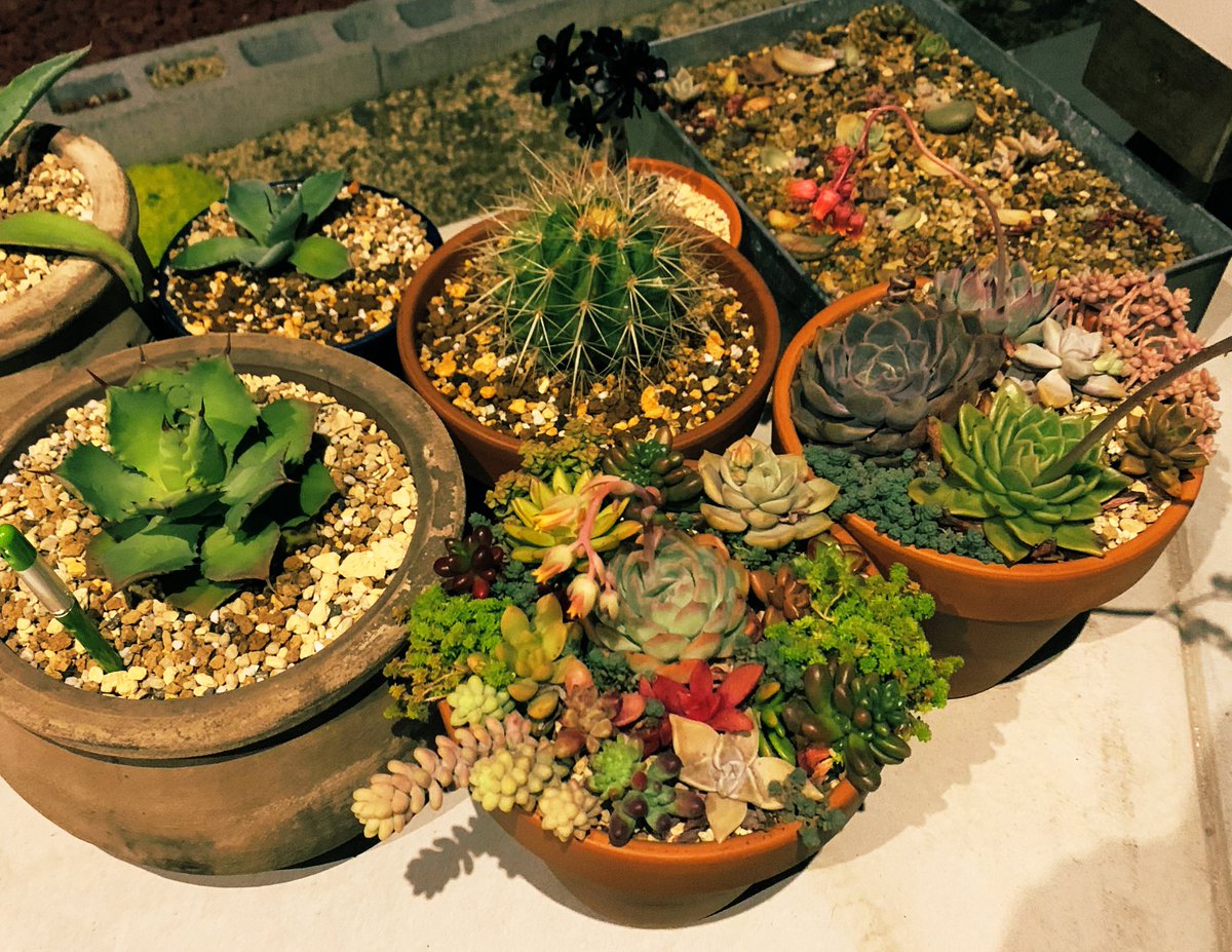 期間限定価格 金鯱 サボテン 多肉植物 越冬 地植え ロックガーデン Sale 送料無料 Pegasusarabians Com