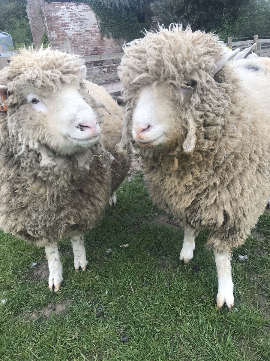 When your mate tells #ewe your hair is just fine and it’ll last nicely until #July <a href="/FarmersGuardian/">Farmers Guardian</a> #Farm24 #Sheep #Cumbria