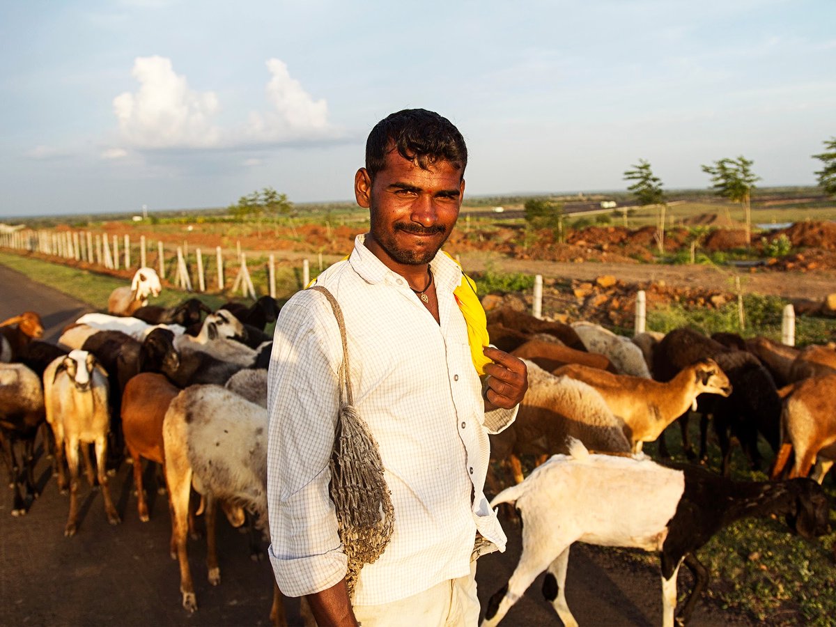 21Organic's tweet photo. Passing through.

#farmersofindia #organicfarming 
#shepard https://t.co/WOSjQCSXmn