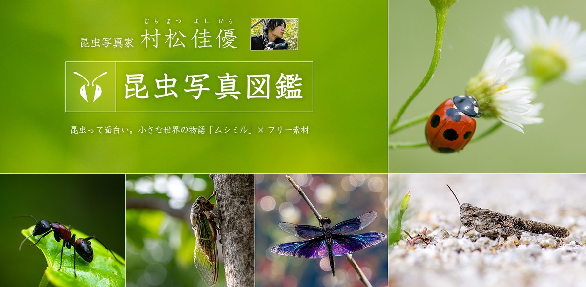 ট ইট র すしぱく 昆虫写真家の 村松佳優 さんとコラボレーションして てんとう虫 や バッタ など メジャーな昆虫のフリー素材をリリースしました 昆虫って面白い 小さな世界の物語 ムシミル の昆虫写真図鑑 フリー素材 Https T Co Xisds8nebx