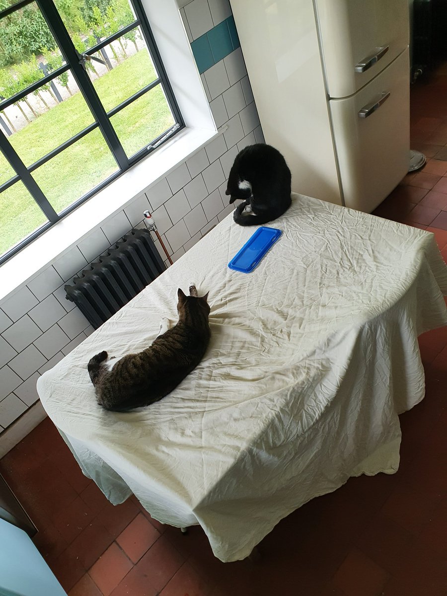 ControlTowerNC's tweet photo. The Control Tower Cats enjoying their new 'cat platform'. Decorating with cats always a joy!
#ControlTowerProjects #ControlTowerCats #LockDownLife #CatsOfTwitter #cat #cats https://t.co/tjZop7Yd1j