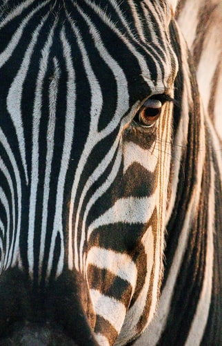 The eyes are the window of the soul.
#wildlifephotograhpy #wildlifewednesday #wildlife #africanwildlife #zebra #safari #southafrica #lionandsafaripark  
#ExploreDiscover