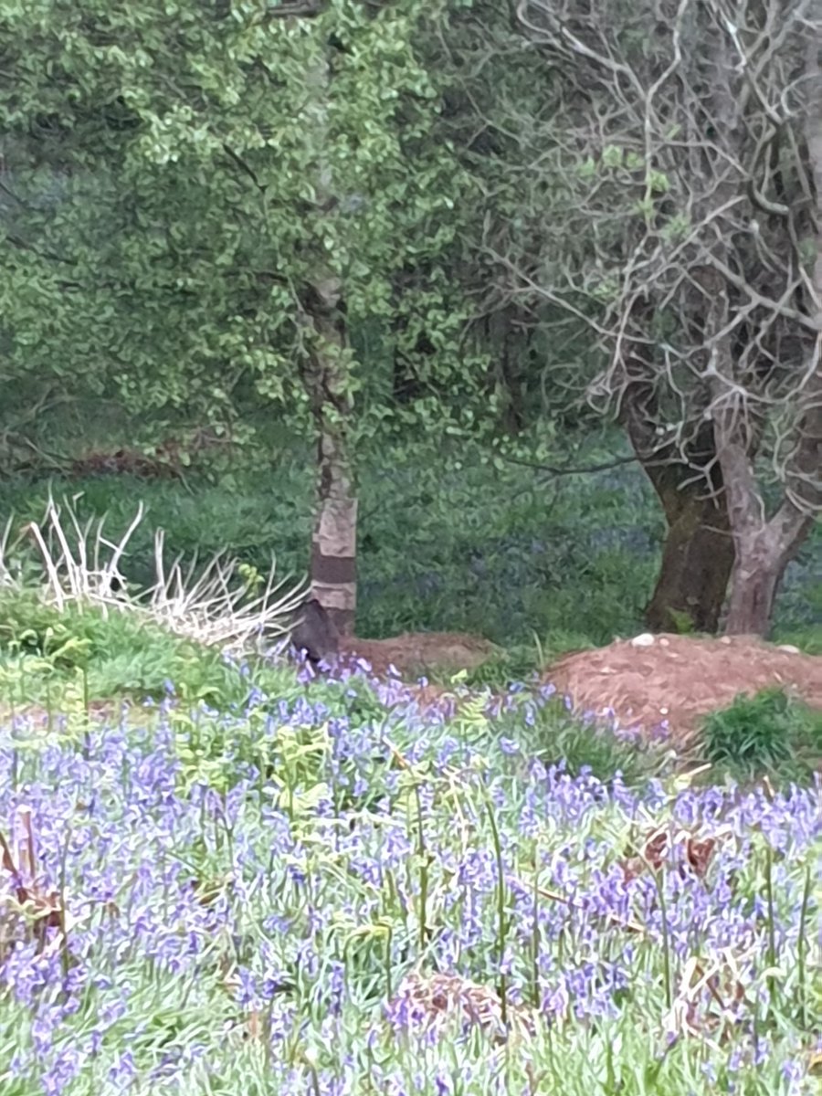 stirlingwolf's tweet photo. Walking in the woods on sunday and found a sett 👀. Returned in the gloamin last night, was not disappointed ☺ #Badgers #bluebell  #IsolationLife https://t.co/wtrYOl66zW