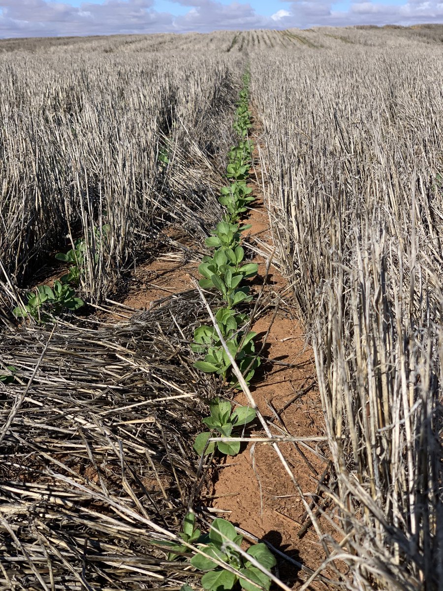 rick_rundell's tweet photo. Barley #Croptop + #hwsc #chaffdeck combo great rye control in #stripdisc #bendoc #beans @grassrootsag @Markkentish1 https://t.co/kBr3y3Azyl