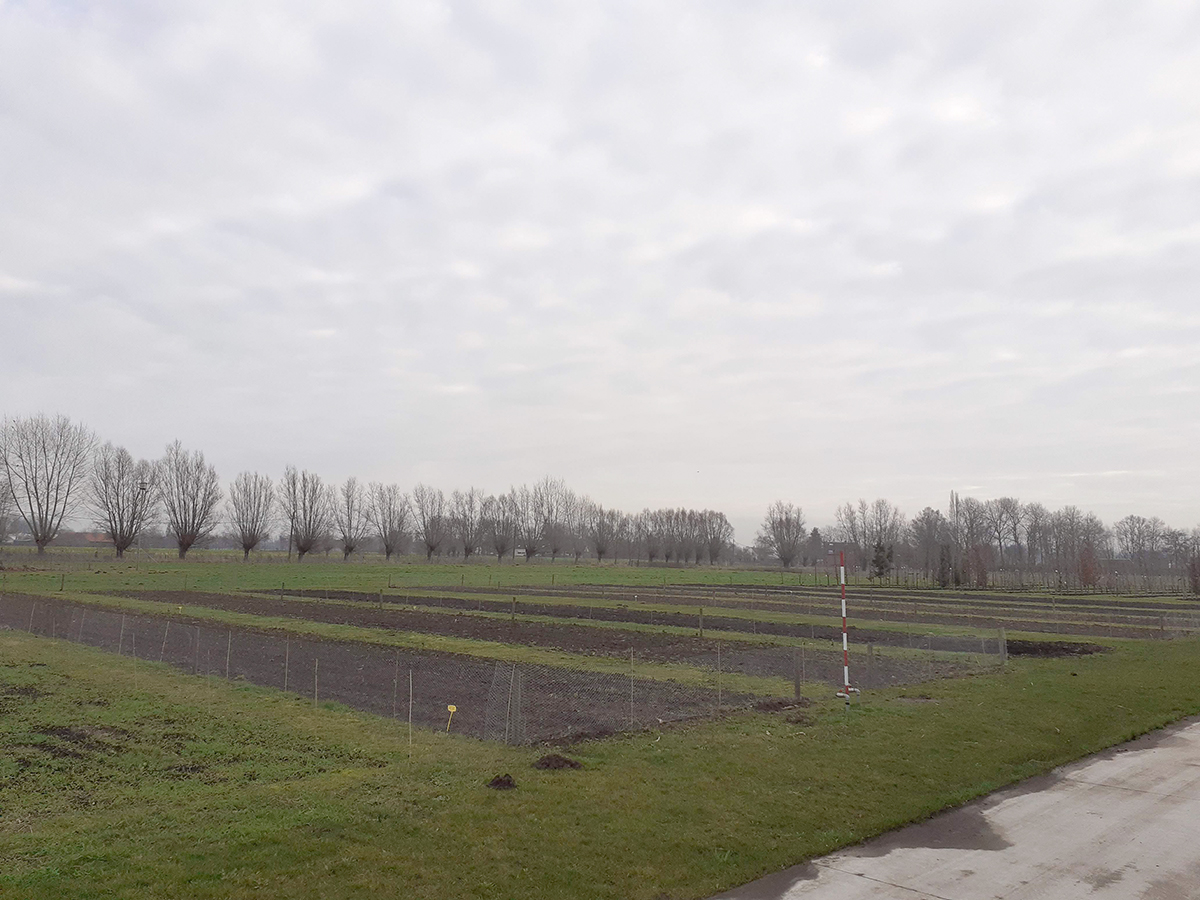 Viaverda_be's tweet photo. In het Interreg-project #Soilcom wordt #compost op maat gemaakt zodat deze het beste voldoet aan de eisen van teelt en bodem. PCS test twee composten op maat uit op #Carpinus. Waarom compost belangrijk is, lees je op https://t.co/ZbNJGYEzuJ https://t.co/vhOUJ6ml3P