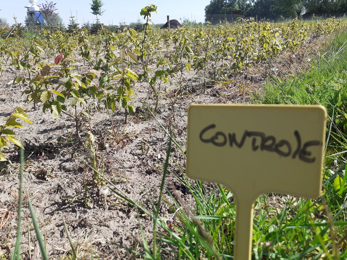 Viaverda_be's tweet photo. In het Interreg-project #Soilcom wordt #compost op maat gemaakt zodat deze het beste voldoet aan de eisen van teelt en bodem. PCS test twee composten op maat uit op #Carpinus. Waarom compost belangrijk is, lees je op https://t.co/ZbNJGYEzuJ https://t.co/vhOUJ6ml3P