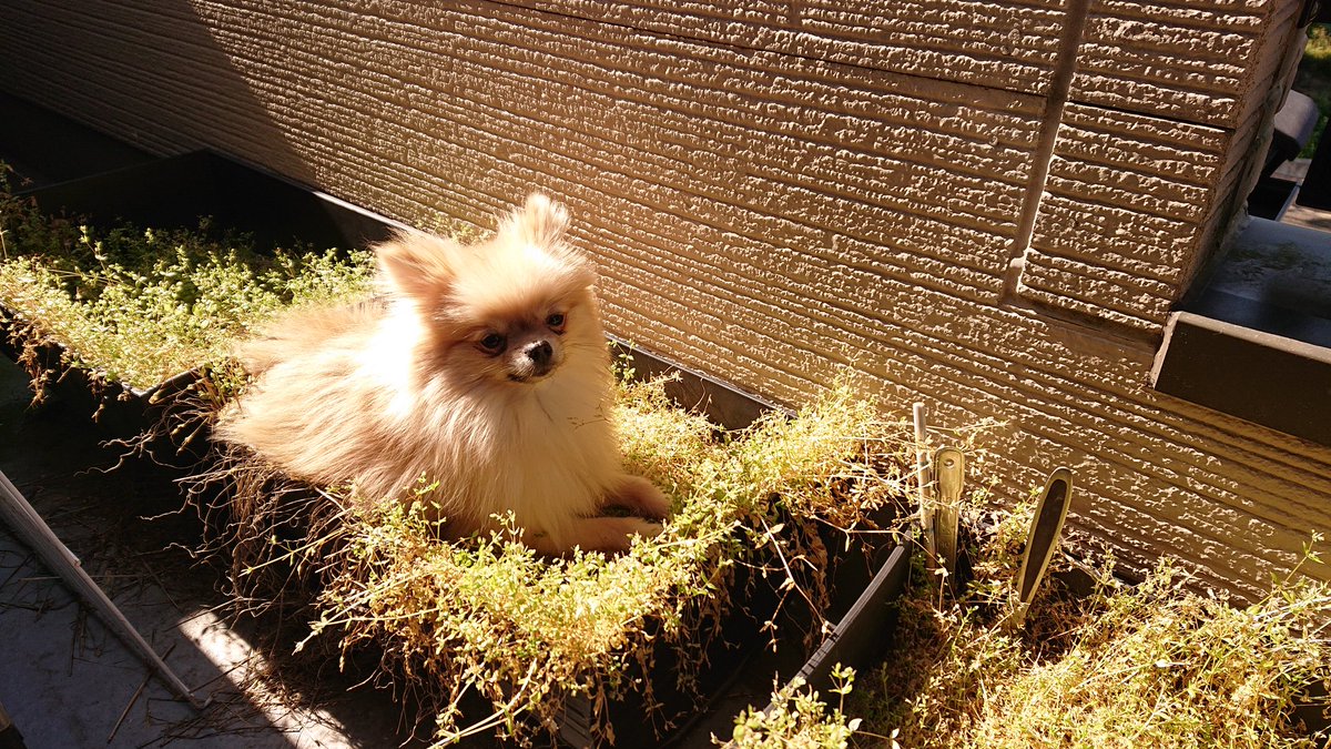 飼い主 On Twitter 日向ぼっこ楽しみ中のキナコ ポメラニアン 犬のいる暮らし 犬好きな人と繋がりたい 多頭飼い いぬのいる暮らし