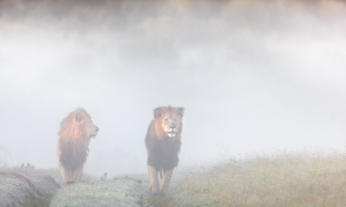 KariegaGameRes's tweet photo. This duo are doing well. It is interesting to observe how they can fight furiously and then simply stroll along together. Guide Brendon captured this beautiful image on a recent misty morning. #lions #mist #kariegagamereserve https://t.co/z3JrZvi3Xw