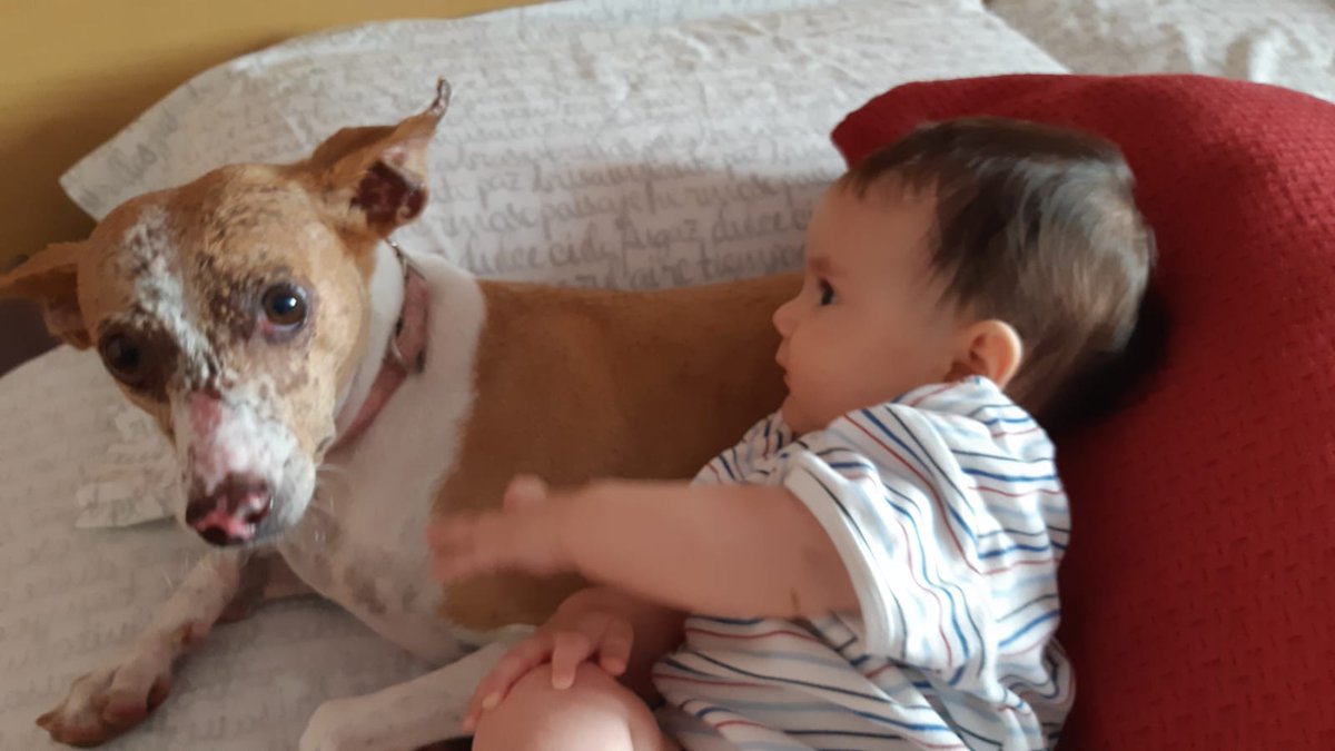 kissavet's tweet photo. ¿A los hijos de los veterinarios suelen gustarles los animales? No les queda más remedio 🤷‍♂️
#niñosyperros #niños #perros https://t.co/HzQGEFULNG