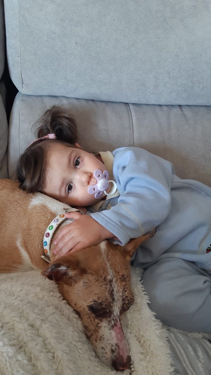 kissavet's tweet photo. ¿A los hijos de los veterinarios suelen gustarles los animales? No les queda más remedio 🤷‍♂️
#niñosyperros #niños #perros https://t.co/HzQGEFULNG