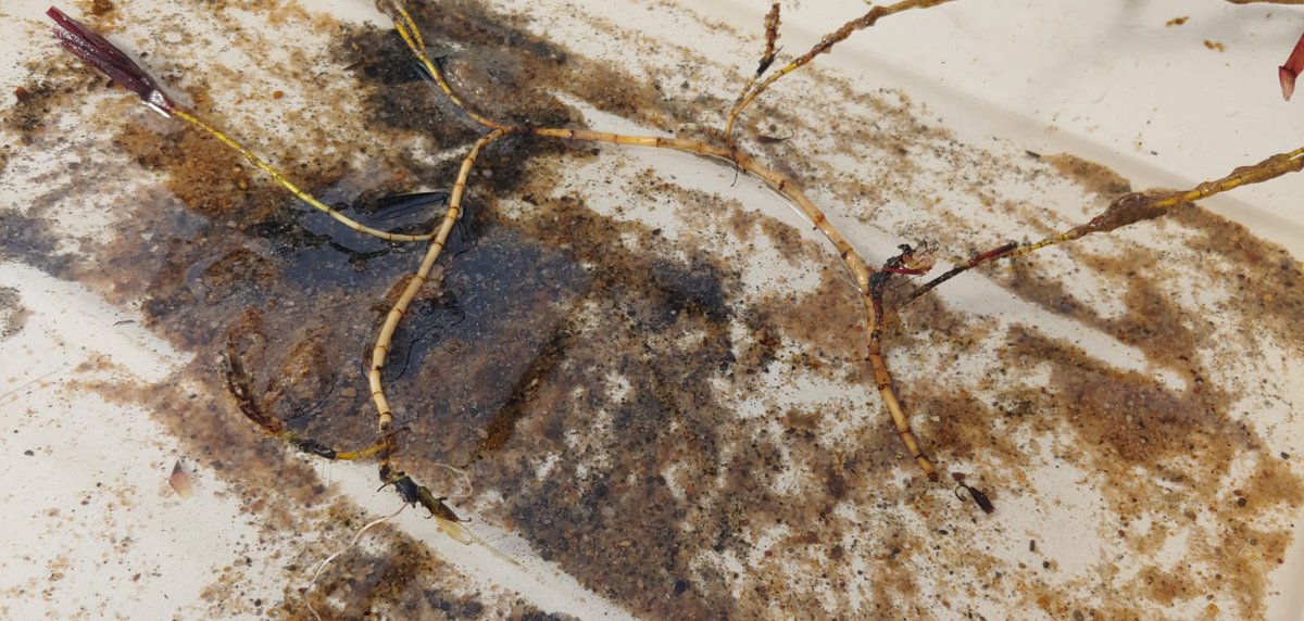 SeagrassLiz's tweet photo. Experiments don’t wait for pandemics – 2 months into our environmental stress experiment plants are established. How will the different #seagrasses respond as the temperature rises? #Posidonia #Amphibolis #Halodule https://t.co/l7Cscv9xcH