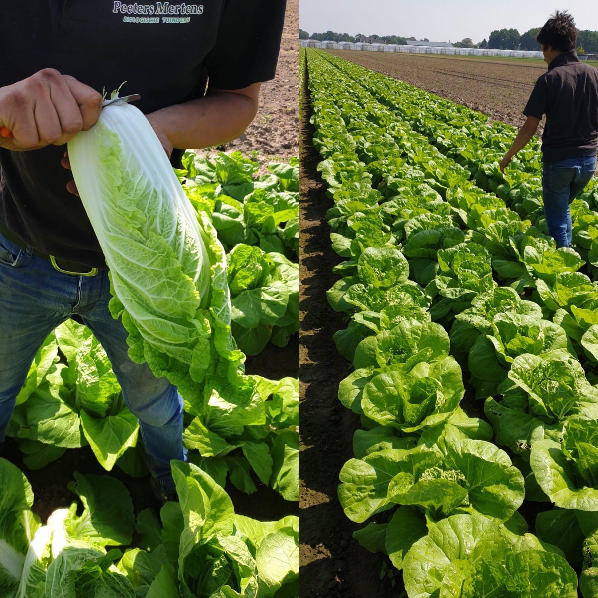 Nautorganic's tweet photo. Verser kan niet, deze prachtige biologische Chinese kool van Robin Peeters uit het Limburgse Neer. Zo heerlijk 🥬 #biologisch #neer #bio #eetlokaal #eetbiologisch #chinesekool https://t.co/om5JooKrL6
