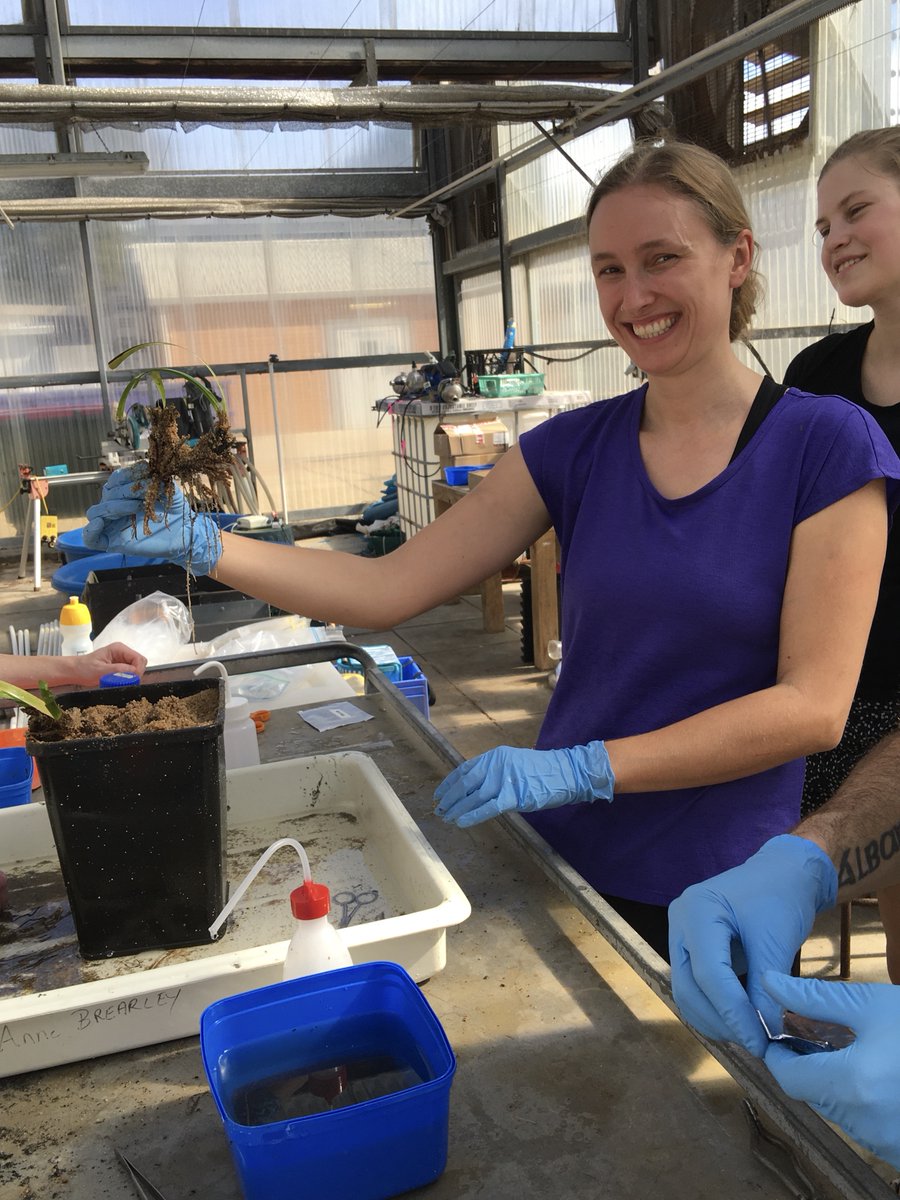 SeagrassLiz's tweet photo. Experiments don’t wait for pandemics – 2 months into our environmental stress experiment plants are established. How will the different #seagrasses respond as the temperature rises? #Posidonia #Amphibolis #Halodule https://t.co/l7Cscv9xcH