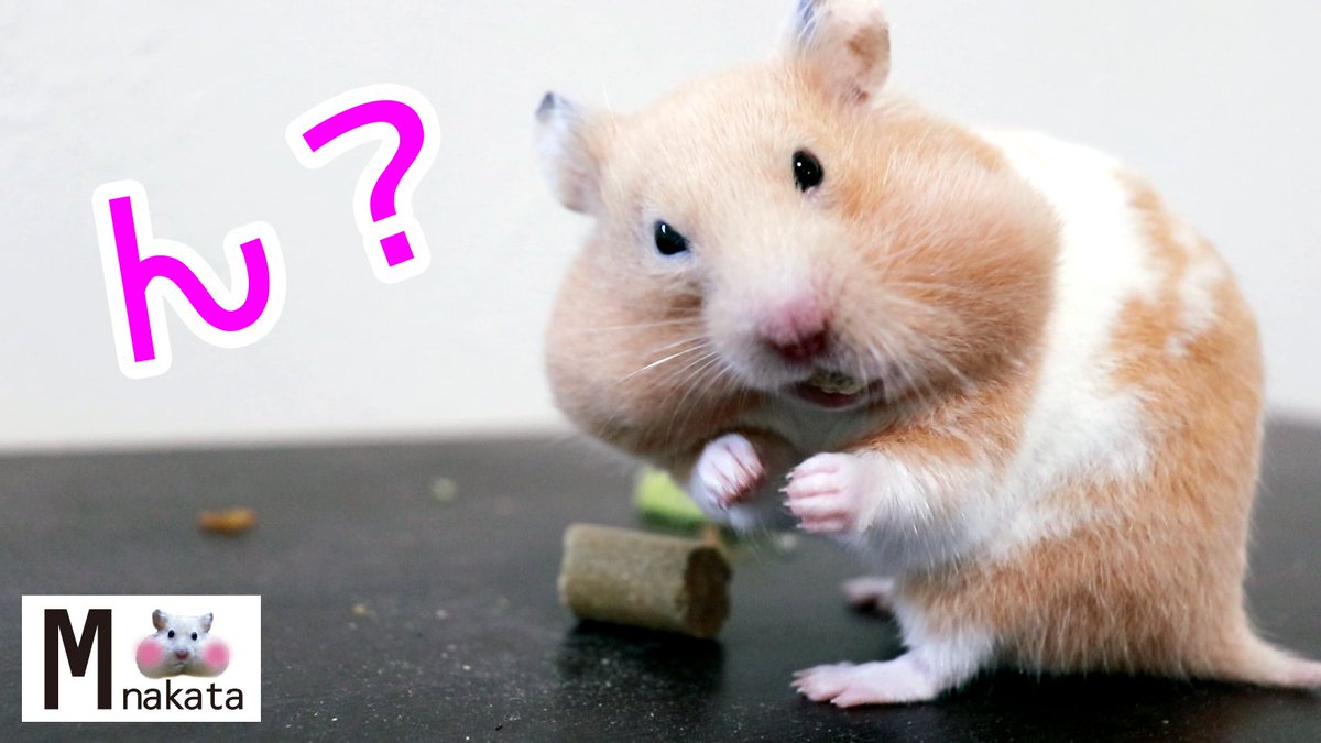 Mnakatata's tweet photo. ハムスターの血は争えない…どう見てもコレは…🐹💦

動画ココ📷YUTUBE
https://t.co/pDNi5PshGi

食いしん坊なゴールデンハムスターのクリームちゃん💓💞
チーズJr.くんとバタコちゃんの子供で
チーズJr.くんにそっくり🎶
見た目だけでなくてやんちゃな性格までそっくりです😁💦 https://t.co/O1fY6fzaOG
